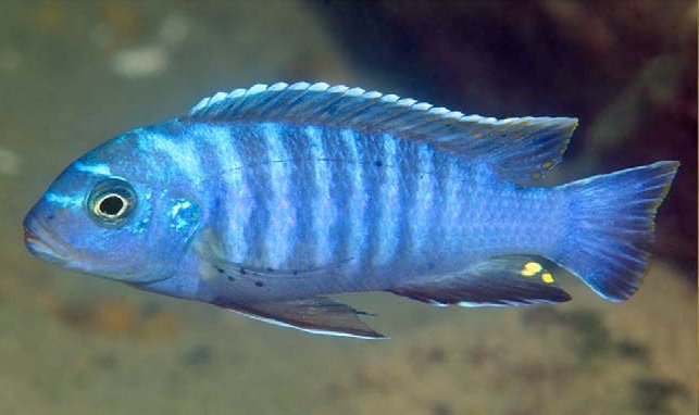 Maylandia lundoensis 'Lundo Island'